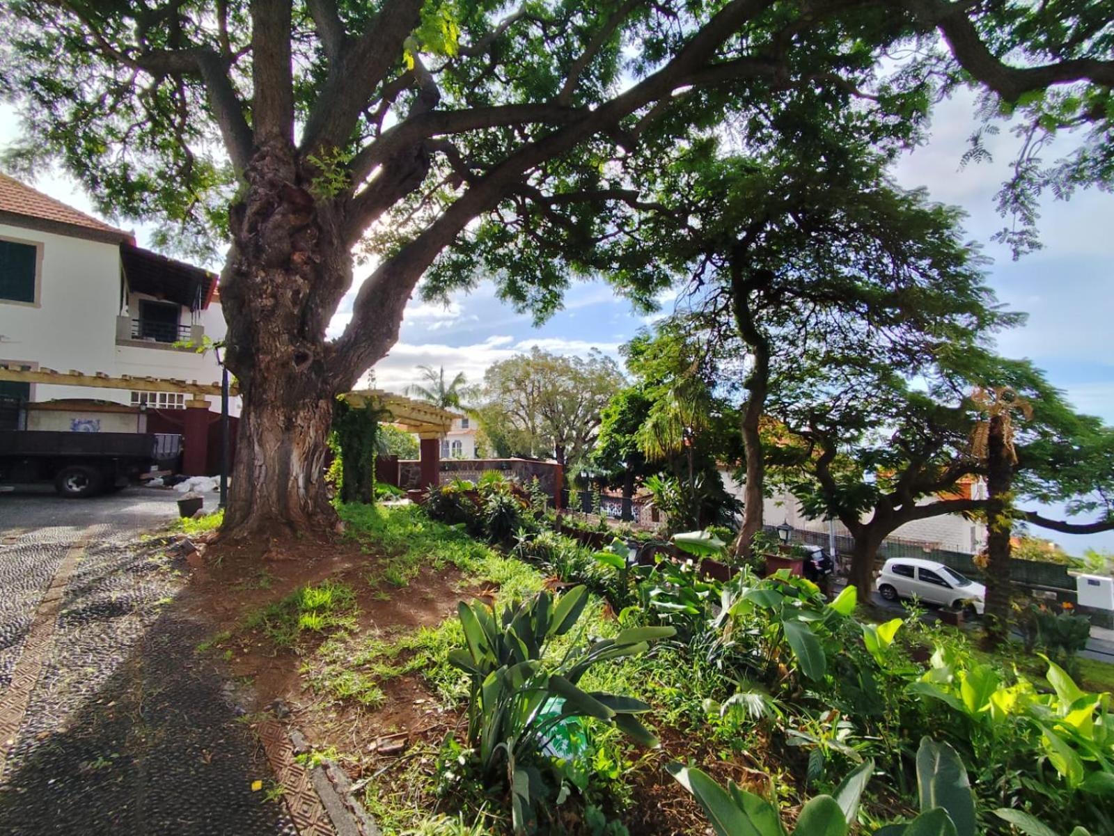 Francisco's Séjour chez l'habitant Funchal (Madeira)